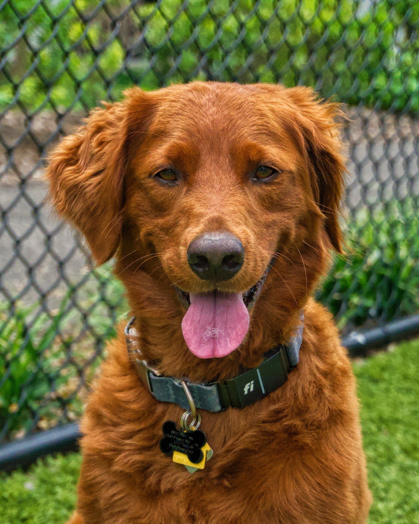 Golden retriever portrait — professional pet and lifestyle photography by Coonan Creative, Long Island NY